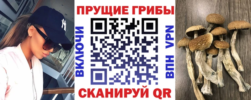 Псилоцибиновые грибы GOLDEN TEACHER Динская